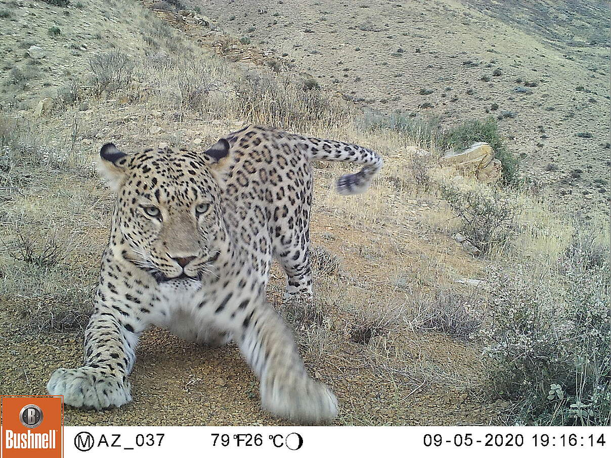 Kamerafallen-Aufnahme eines Persischen Leoparden im Kaukasus © WWF