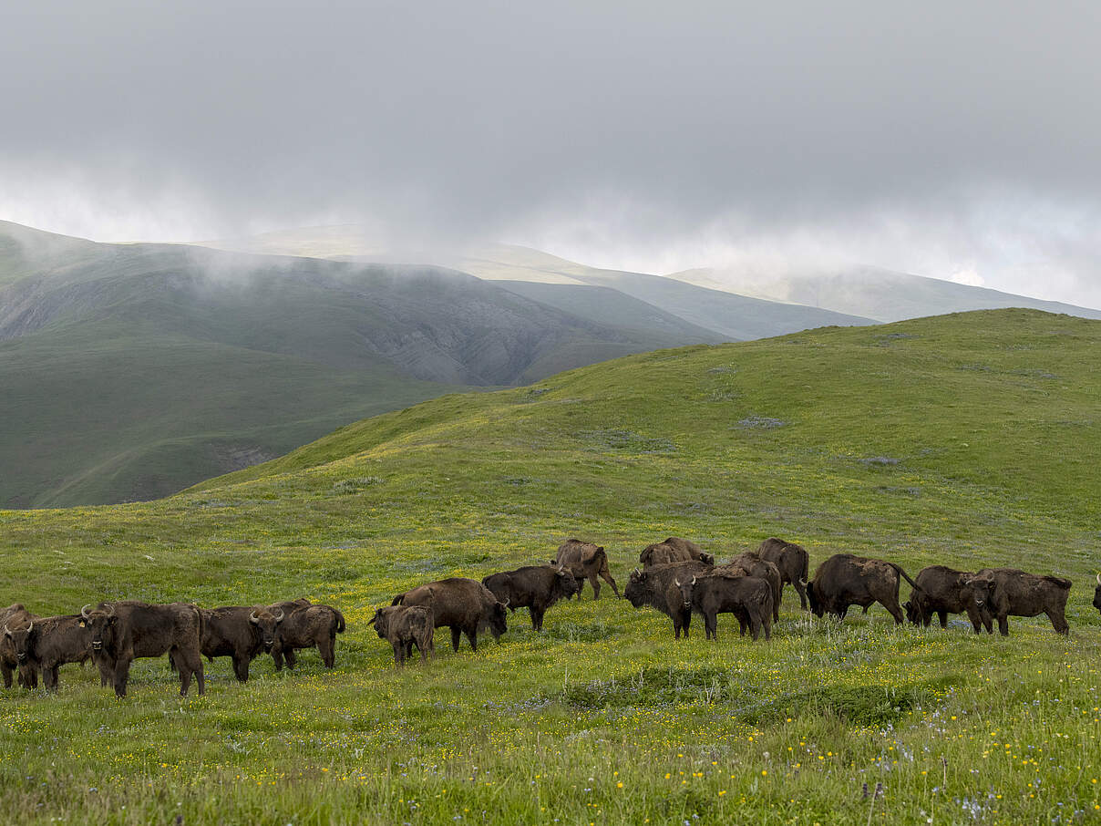 Wisent-Herde im Shahdag-Nationalpark Wisente © E. Khalilov / WWF