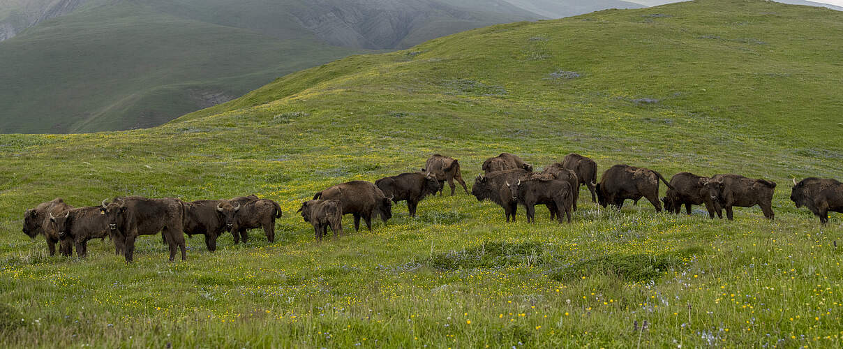 Wisent-Herde im Shahdag-Nationalpark Wisente © E. Khalilov / WWF