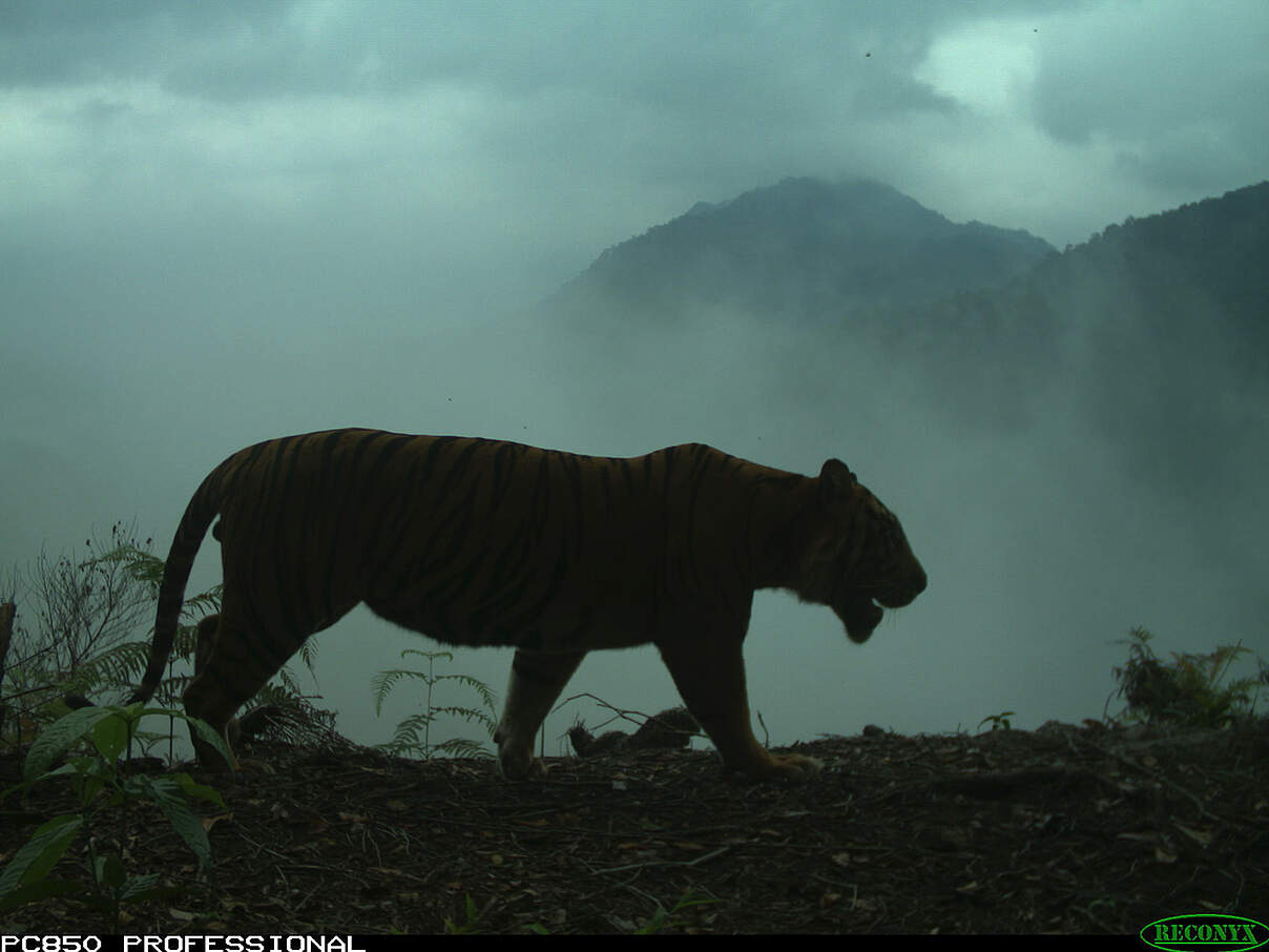 Sumatra-Tiger auf seinem Weg durch eine neblige Berglandschaft © WWF - ID / BKSDA 