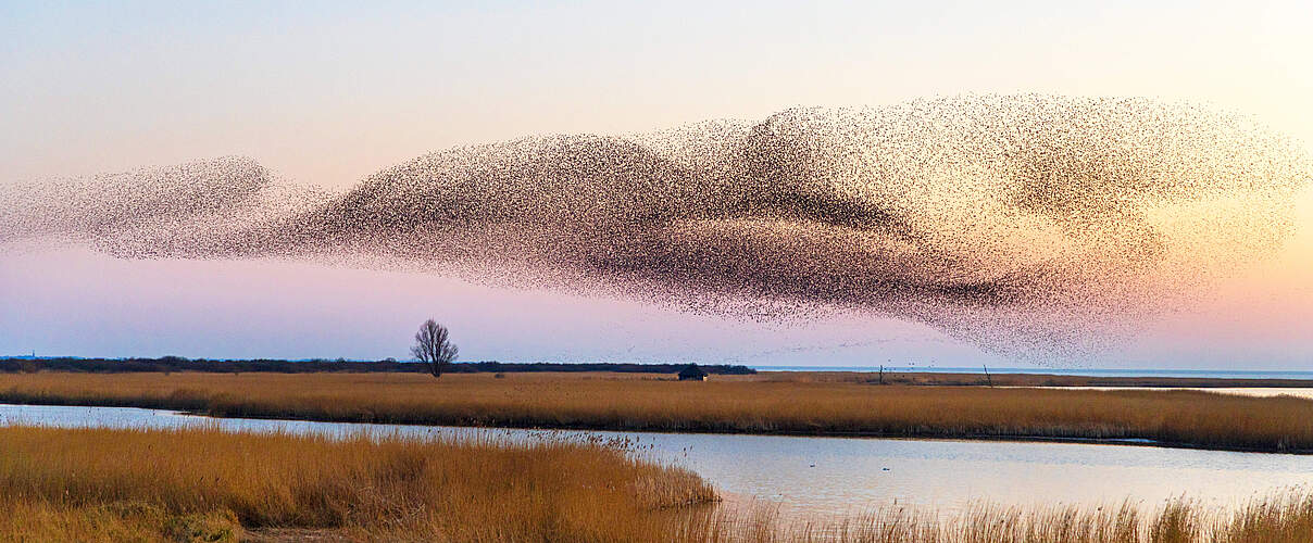 Vogelschwarm im Sonnenuntergang © IMAGO / Blickwinkel / M. Woike