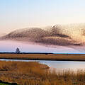 Vogelschwarm im Sonnenuntergang © IMAGO / Blickwinkel / M. Woike