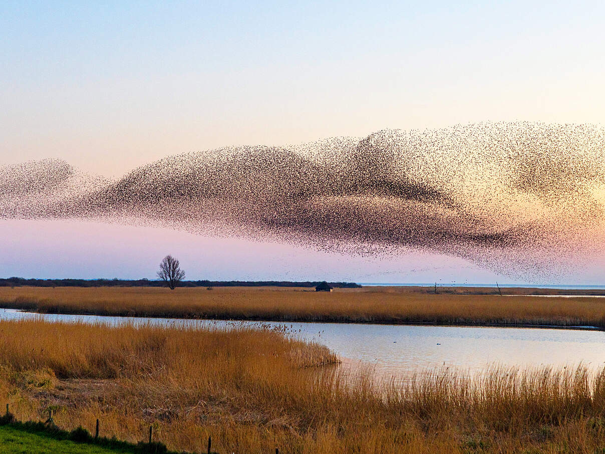 Vogelschwarm im Sonnenuntergang © IMAGO / Blickwinkel / M. Woike