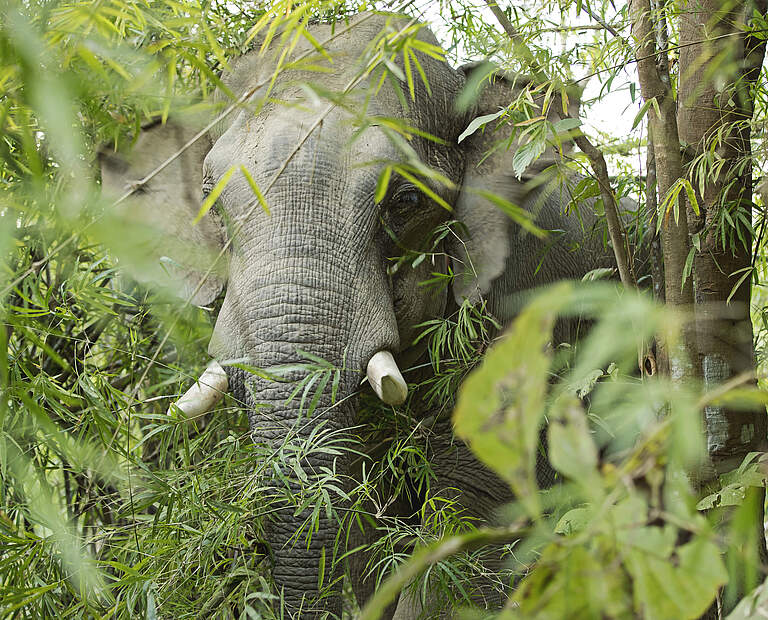 Elefant in Myanmar © Julia Thiemann / WWF-Germany