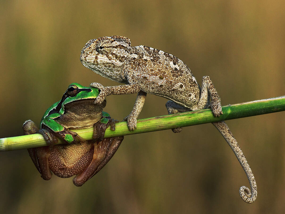 Chamäleon und Frosch © Getty Images
