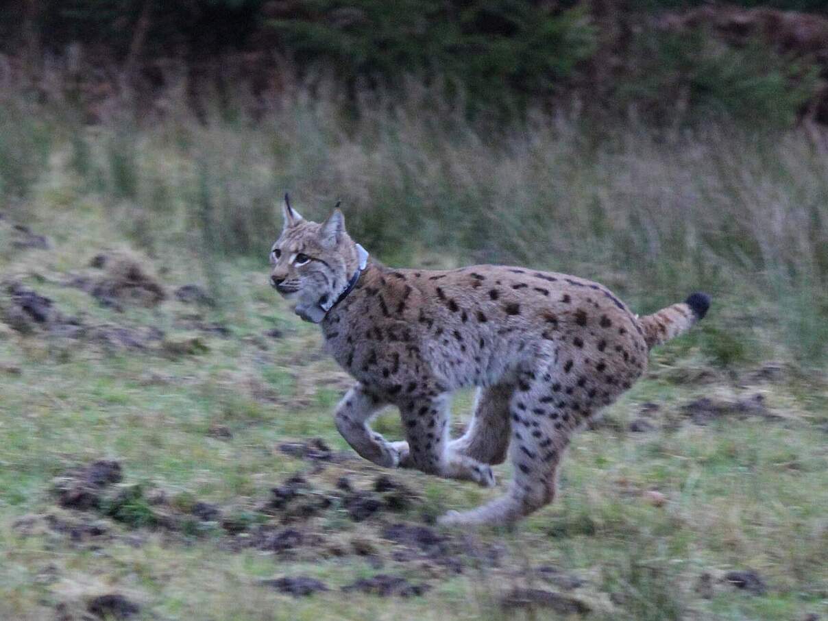 Luchs Reinhold © Zoo Karlsruhe / T. Deible