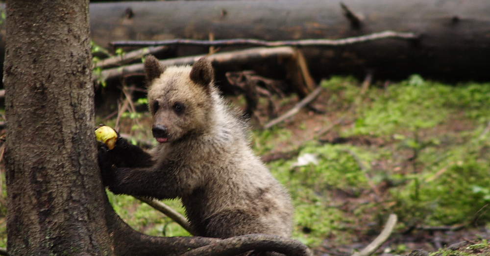 WWF Statement Zu Bär In Bayern | WWF