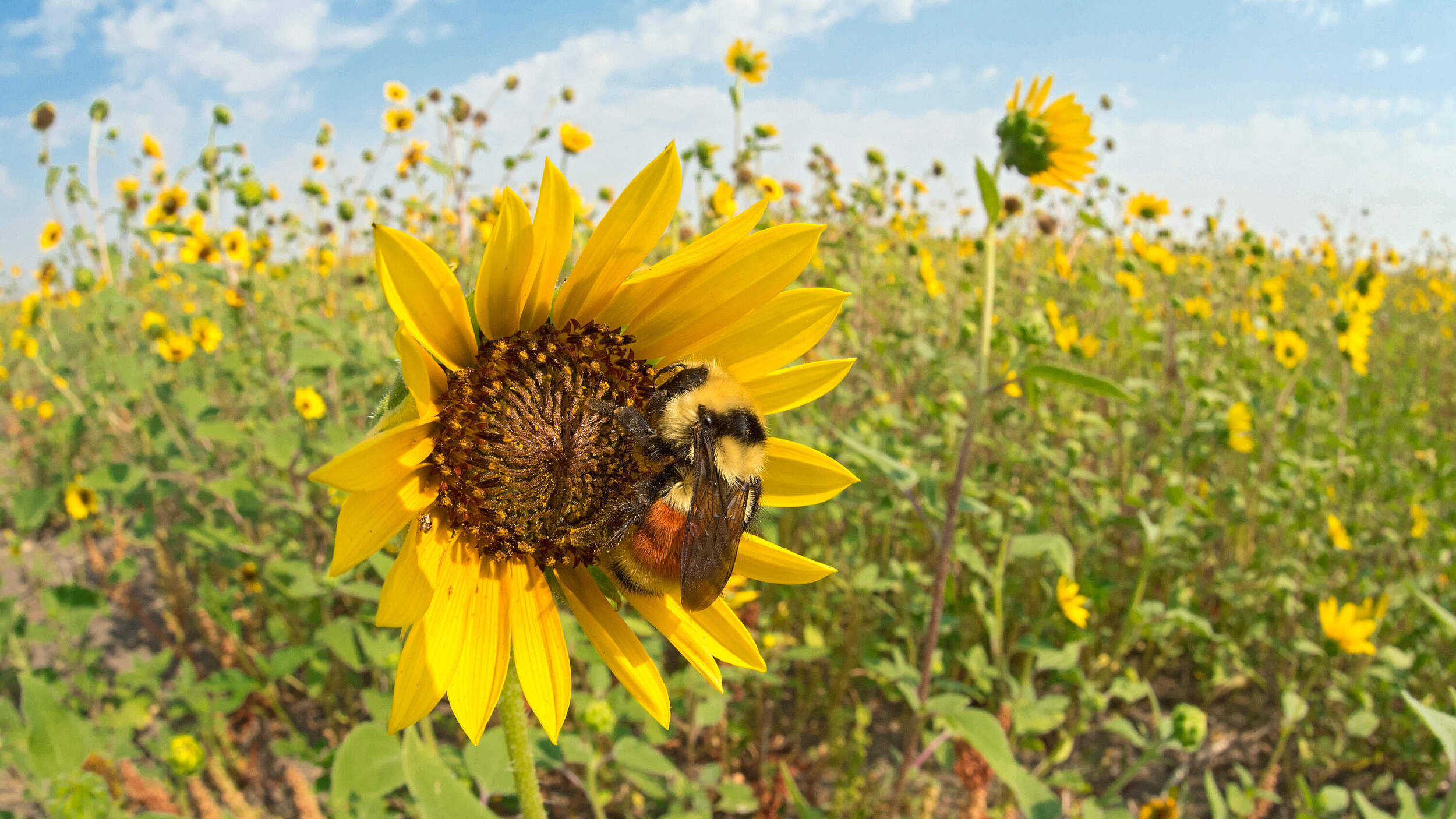 Sonnenblume © WWF-US / Clay Bolt