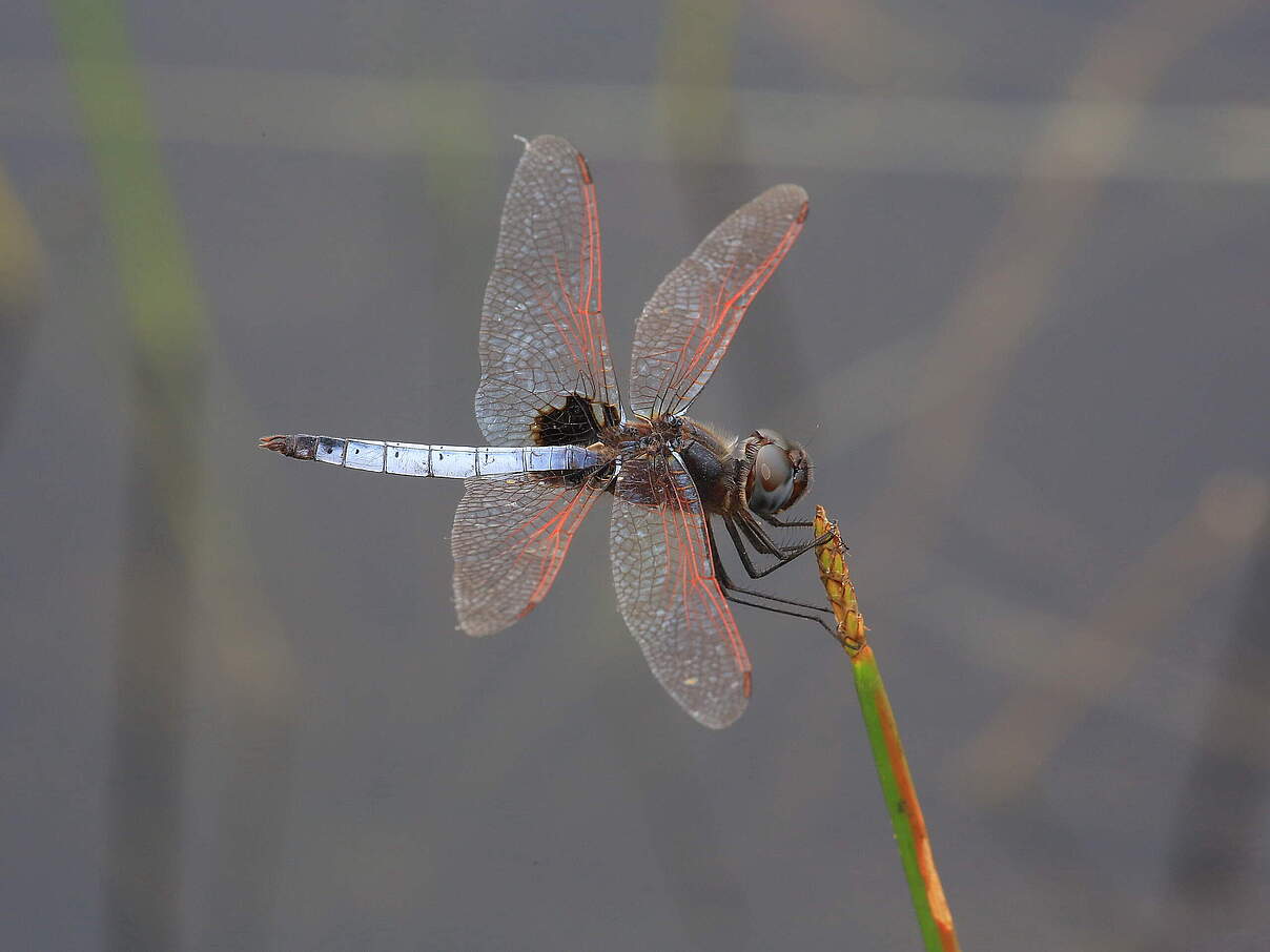 Urothemis veneta in Gabun © Jens Kipping