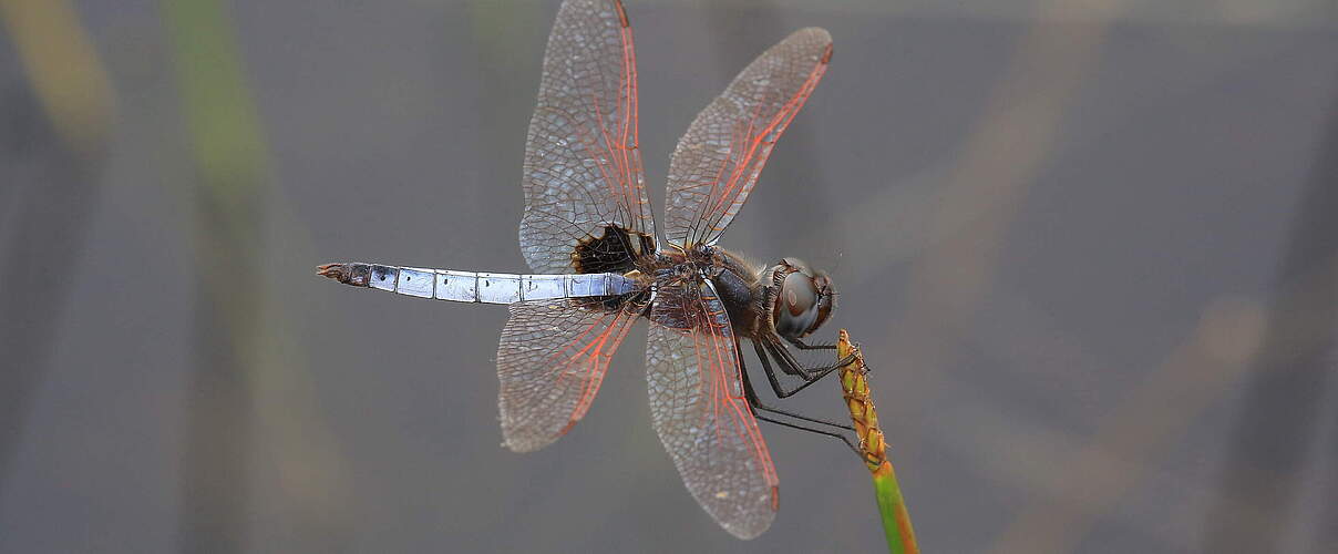 Urothemis veneta, eine neu entdeckte Libellenart © Jens Kipping