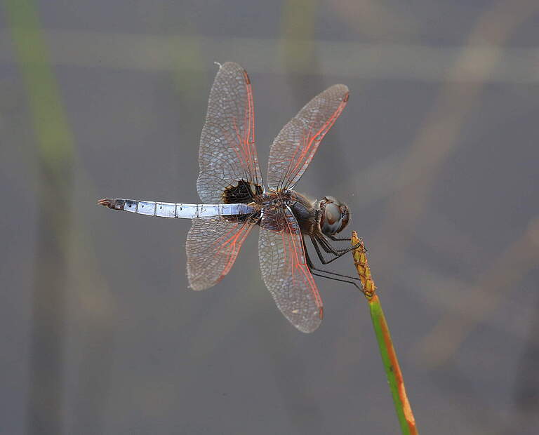 Urothemis veneta in Gabun © Jens Kipping