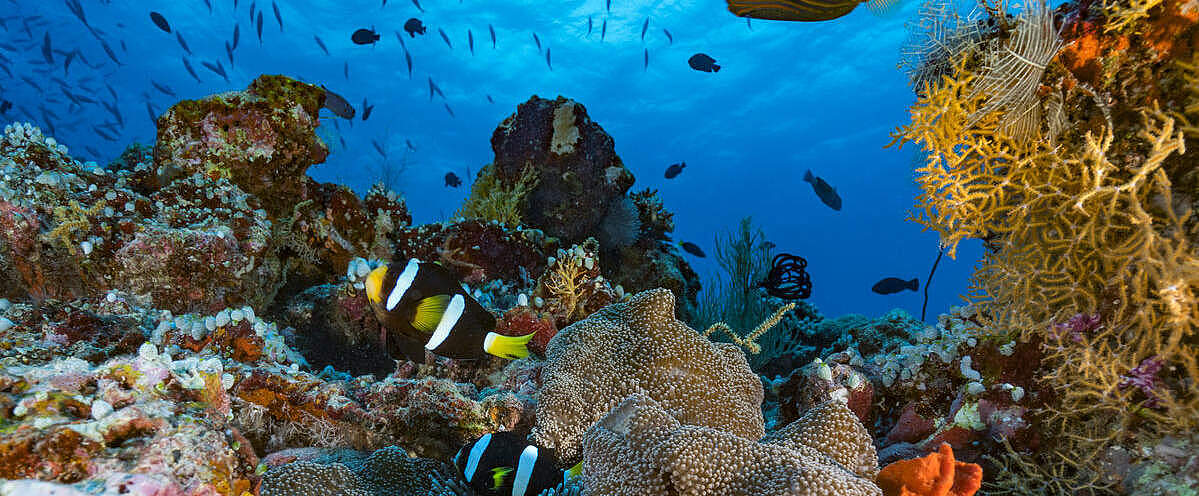 Korallenriff im Indischen Ozean © Alexis Rosenfeld