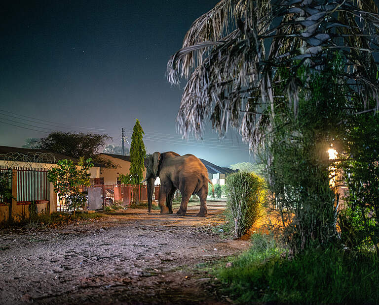 Elefant in einem Außenbezirk von Livingstone © Jasper Doest / WWF