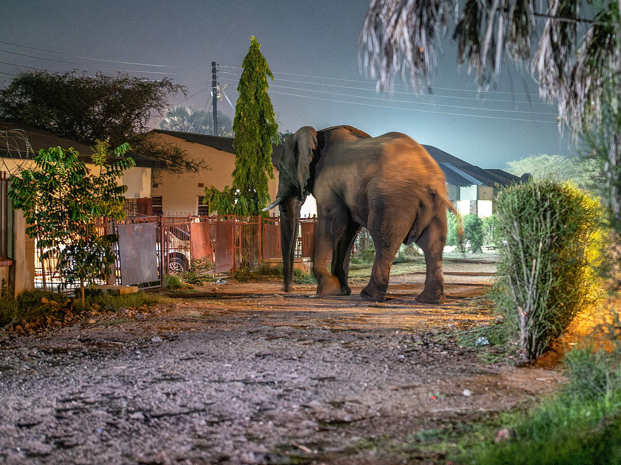 Elefant in einem Außenbezirk von Livingstone © Jasper Doest / WWF