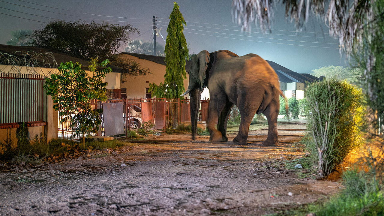 Elefant in einem Außenbezirk von Livingstone © Jasper Doest / WWF