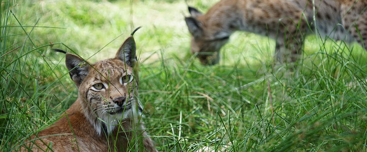 Eurasischer Luchs © Robert Günther / WWF