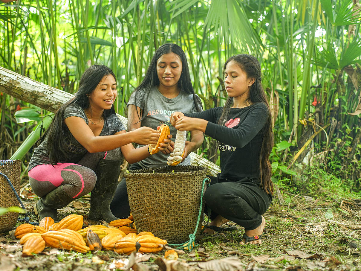 Kakao-Ernte der Kakaokooperative Kallari © Gabriel Vanerio / WWF Ecuador