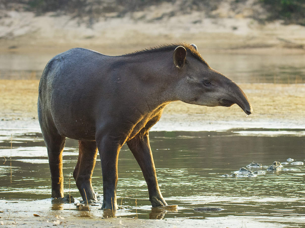 Tapir © Days Edge Productions / WWF US