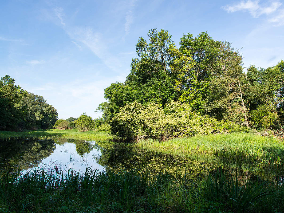 Naturparadies an der mittleren Elbe © Ralph Frank / WWF