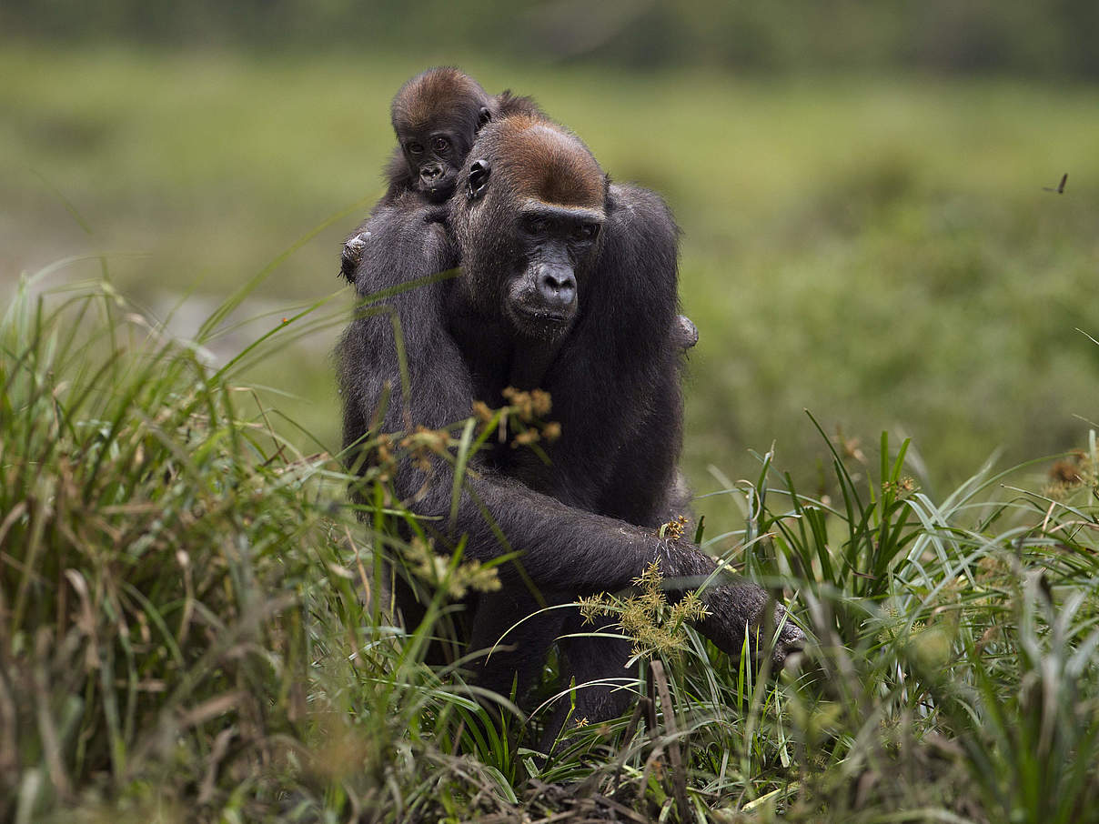 Flachlandgorillas in Dzanga Sangha © naturepl com / Fiona Rogers / WWF