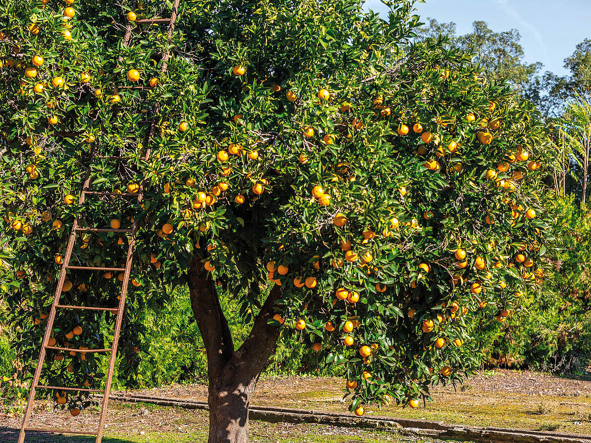 Orangen kurz vor der Ernte © EDEKA-Zentrale