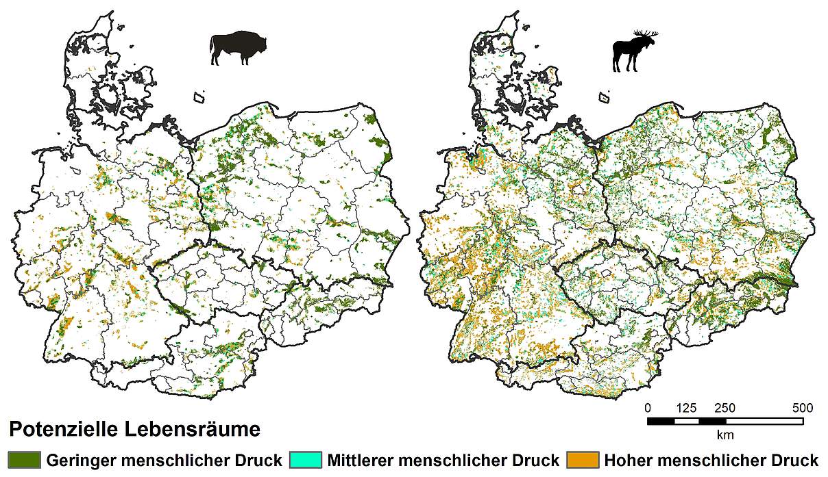 Potentielle Lebensräume von Wisent und Elch © Geographisches Institut der Humboldt Universität zu Berlin