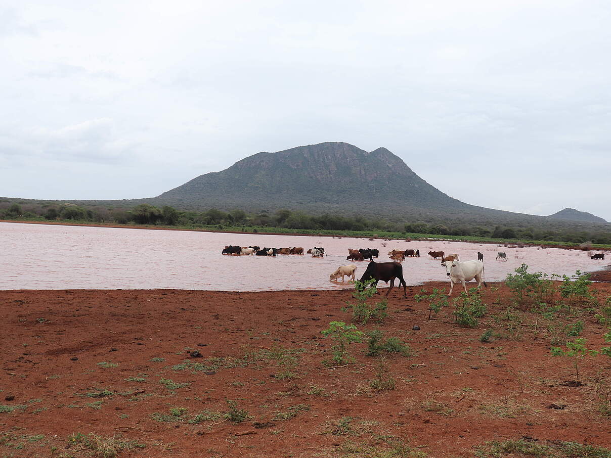 Genug Wasser für das Vieh der Massai - Rückhaltebecken in Tansania © WWF Tansania