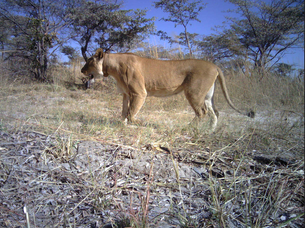 Löwen-Kamerafallenbilder aus dem Mudumu Nationalpark, Region Sambesi, Nordosten Namibia © Kwando Carnivore Project