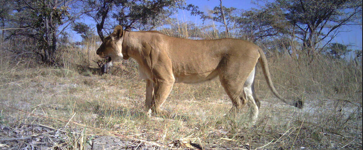 Löwen-Kamerafallenbilder aus dem Mudumu Nationalpark, Region Sambesi, Nordosten Namibia © Kwando Carnivore Project