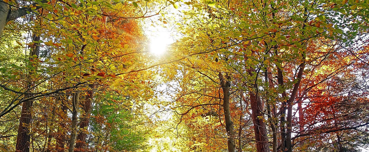 Wanderung im Herbstwald © Anselm Baumgart / iStock GettyImages