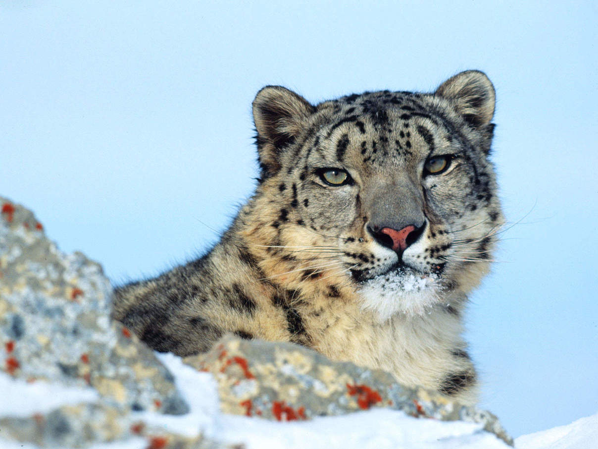Schneeleoparden im WWF-Artenlexikon: Zahlen & Fakten