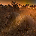 Breitmaulnashörner beim Grasen © Ralf Frank / WWF