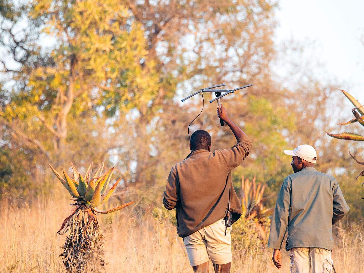 Spitzmaulnashorn Tracker im Babanango Game Reserve © Julian Hahne / WWF