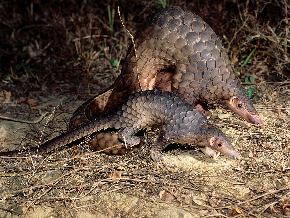 Malayisches Pangolin © naturepl.com / Roland Seitre / WWF