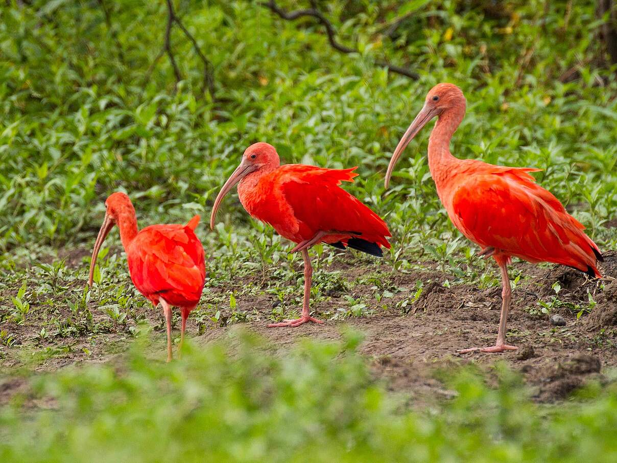 Roter Ibis © Day's Edge Productions