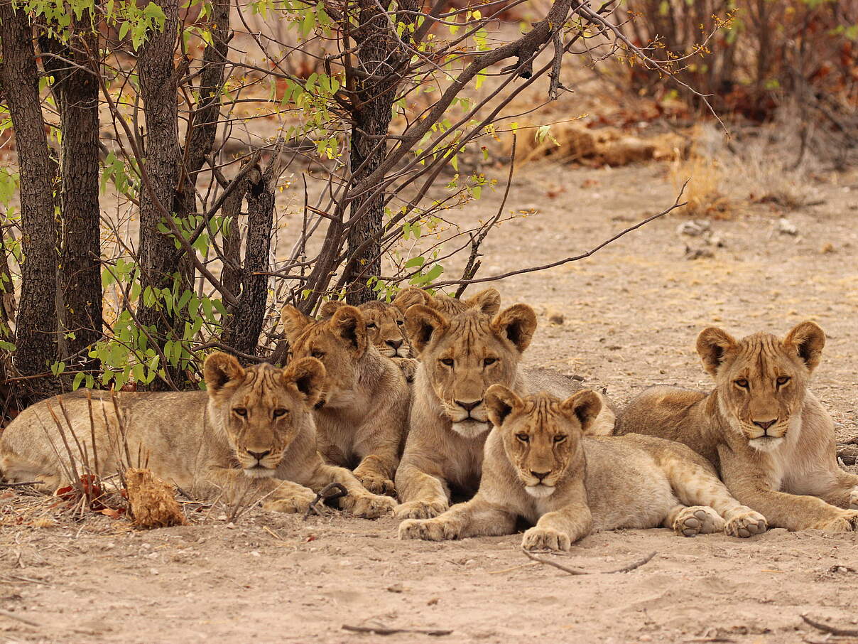 Löwen in Namibia © Tania Curry / WWF-US