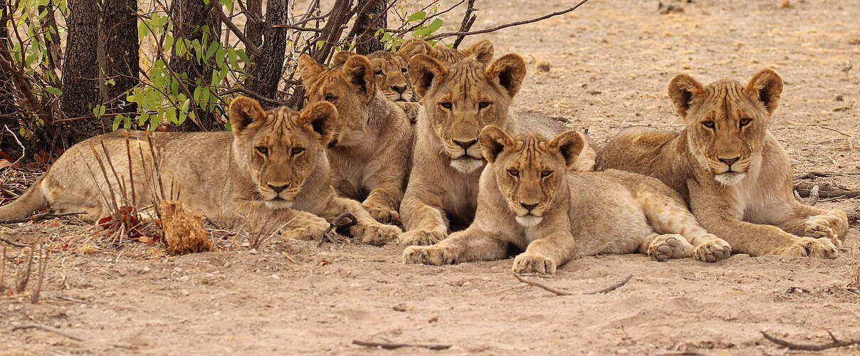 Löwen in Namibia © Tania Curry / WWF-US