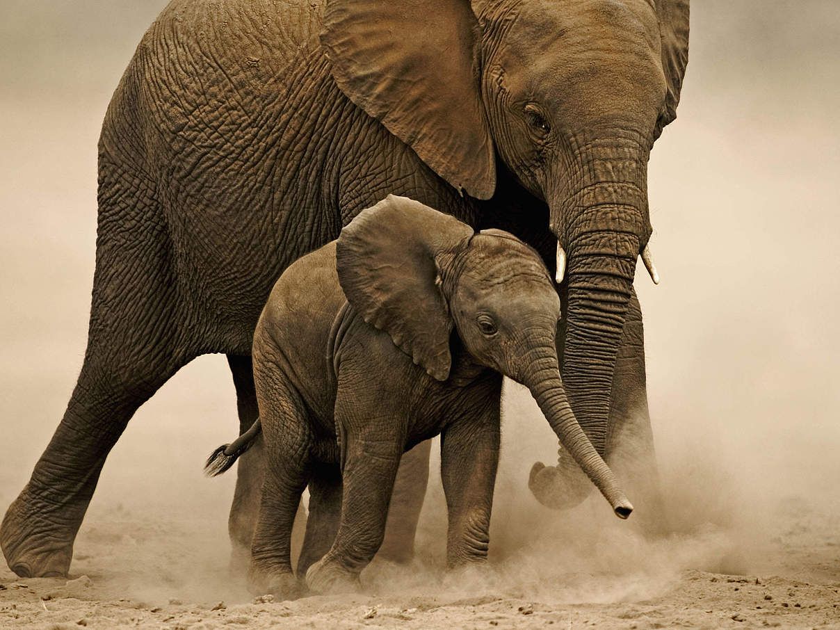 Afrikanischer Elefant mit Jungem © Martin Harvey / WWF