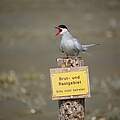 Viele Küstenseeschwalben brüten im Wattenmeer, und ziehen danach bis in die Antarktis © Hans-Ulrich Rösner / WWF 