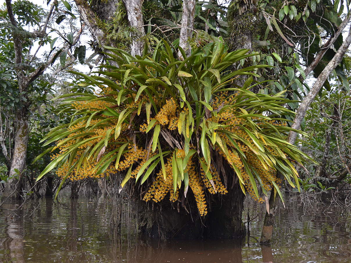 Orchidee in Cuyabeno, Ecuador © Ferney Díaz Castañeda / WWF-Colombia