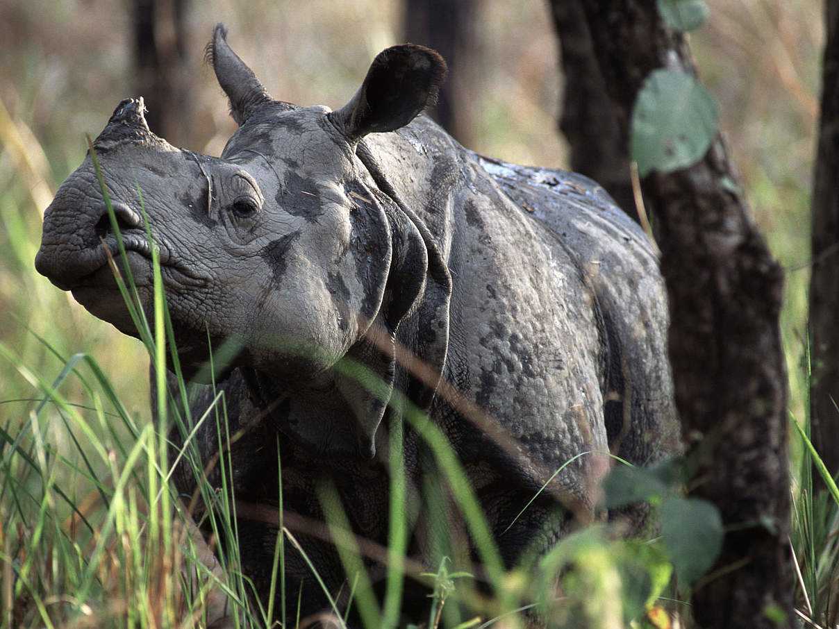 Panzernashorn im nepalesischen Chitwan Nationalpark © Michel Gunther / WWF