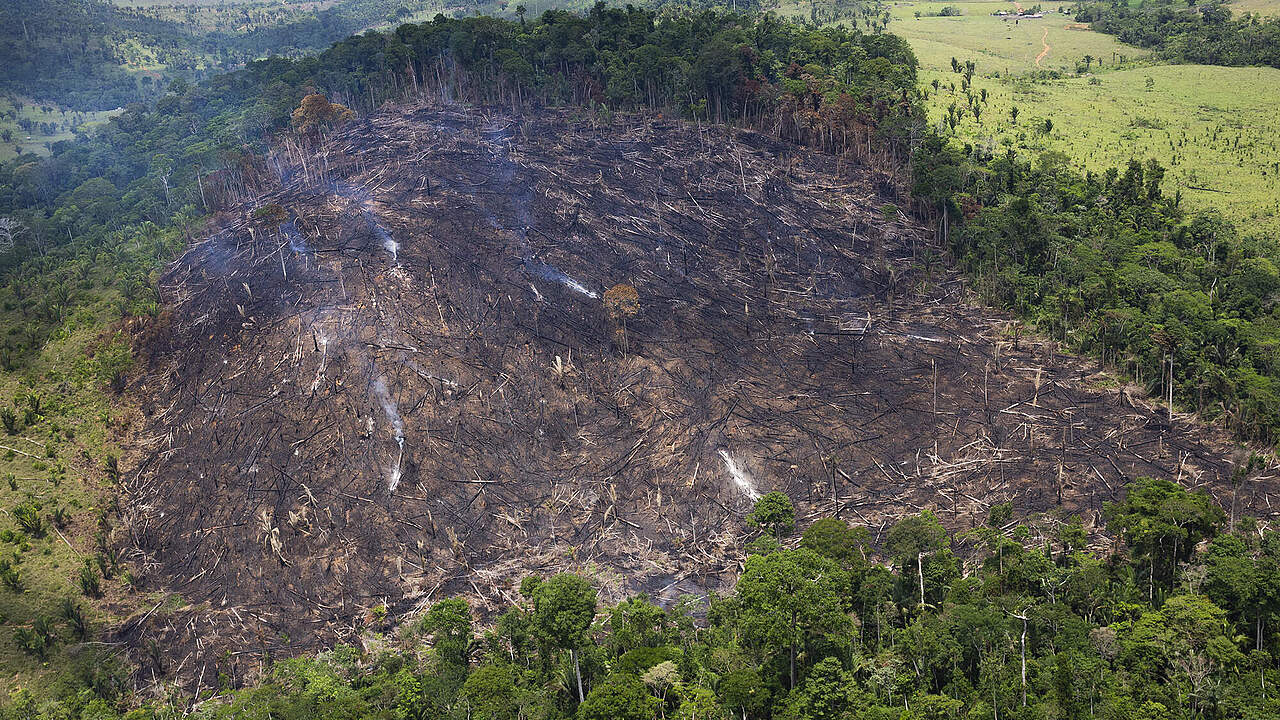 Brandrodung im Amazonas © Araquém Alcântara / WWF Brazil
