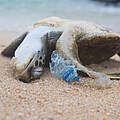 Tote Schildkröte © Shutterstock / Nevodka / WWF
