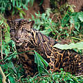 Nebelparder in Kalimantan © Alain Compost / WWF International