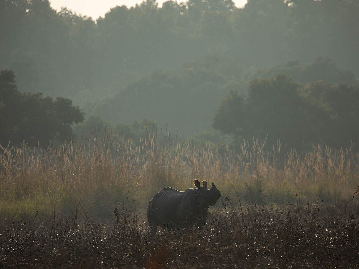 Indisches Panzernashorn nach der Auswilderung im Dudhwa-Nationalpark © Ankit Kashyap / WWF India