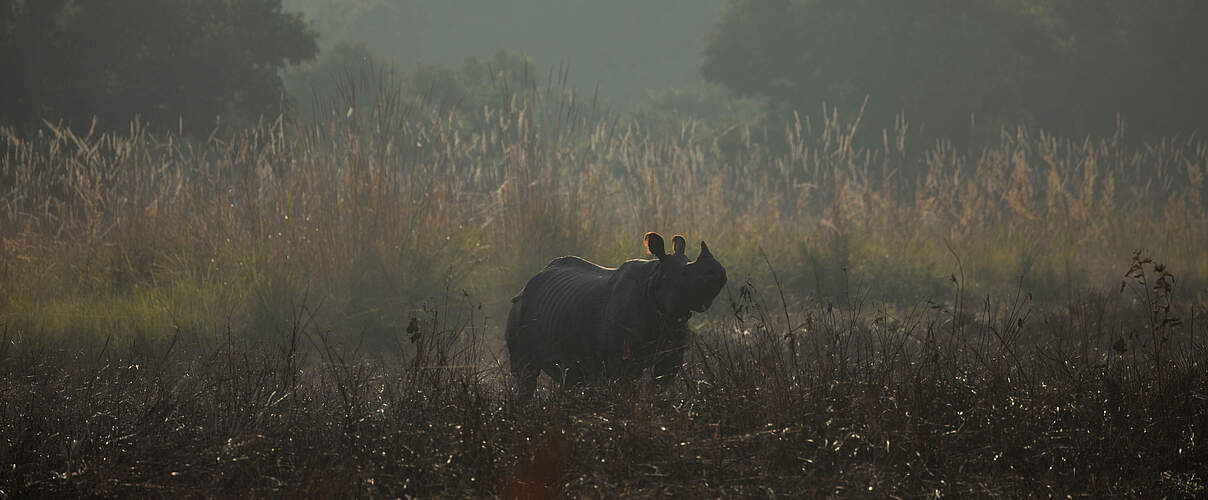 Indisches Panzernashorn nach der Auswilderung im Dudhwa-Nationalpark © Ankit Kashyap / WWF India