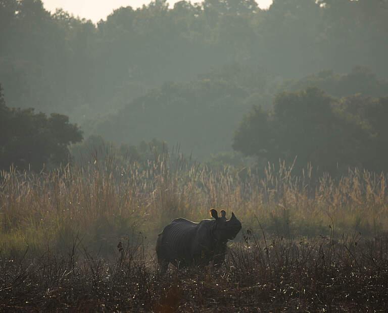 Indisches Panzernashorn nach der Auswilderung im Dudhwa-Nationalpark © Ankit Kashyap / WWF India