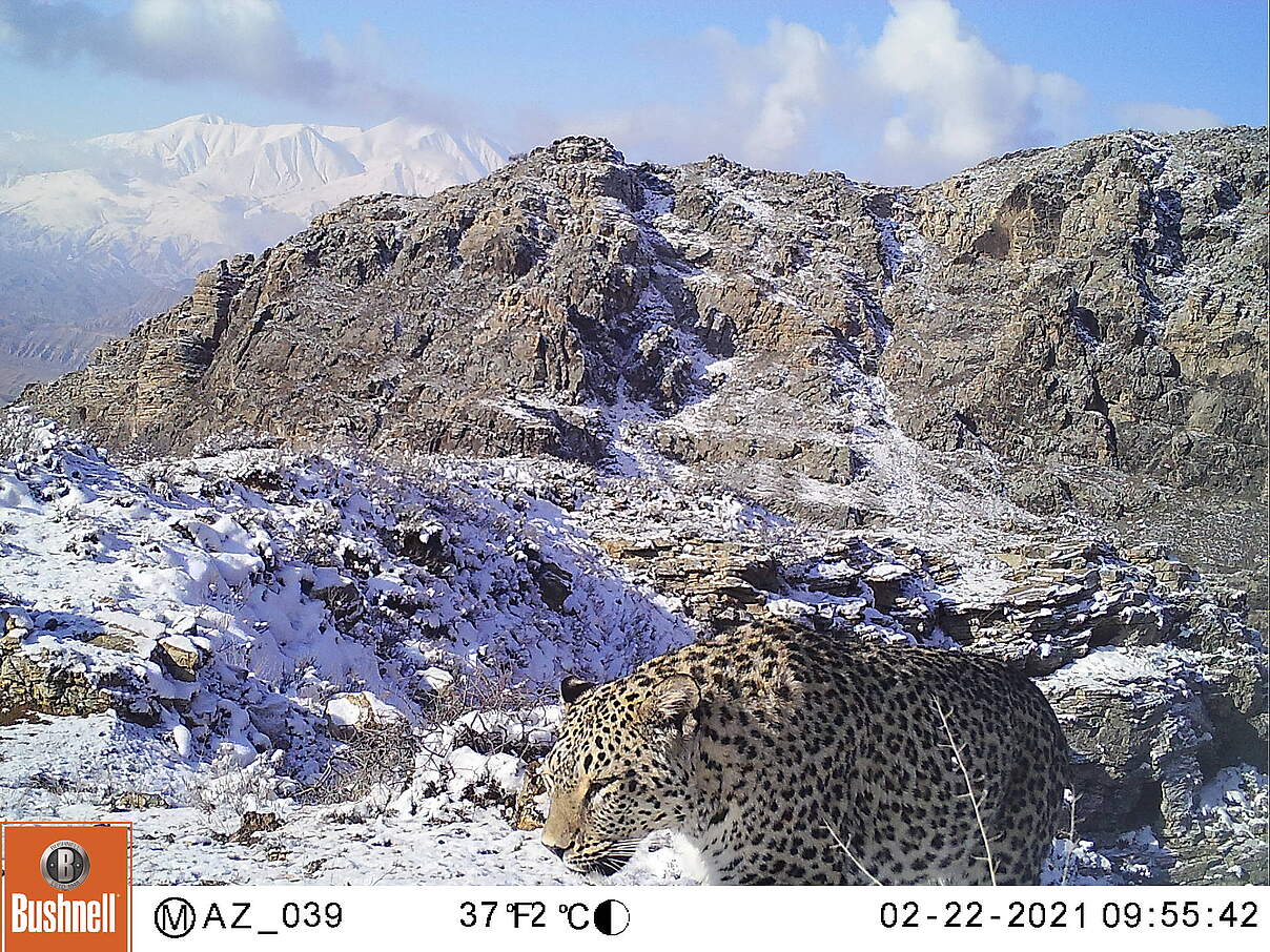 Kamerafallen-Aufnahme eines Persischen Leoparden im Kaukasus © WWF