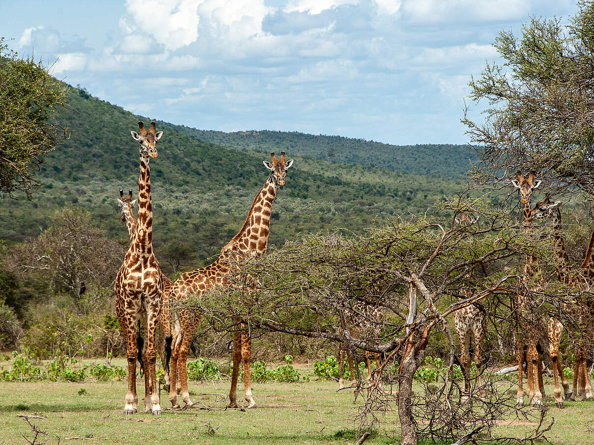 Giraffen in Kenia © WWF Kenia