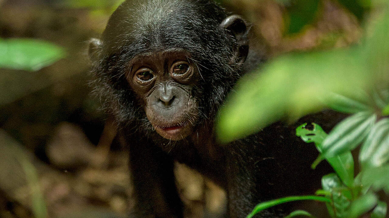 Bonobobaby in Luikotole in Salonga © Theo Webb / naturepl.com / WWF